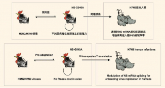 H7N9 virus carries the NS-G540A mutation, which allows the virus to replicate in mammalian cells and circulate efficiently in avian hosts.